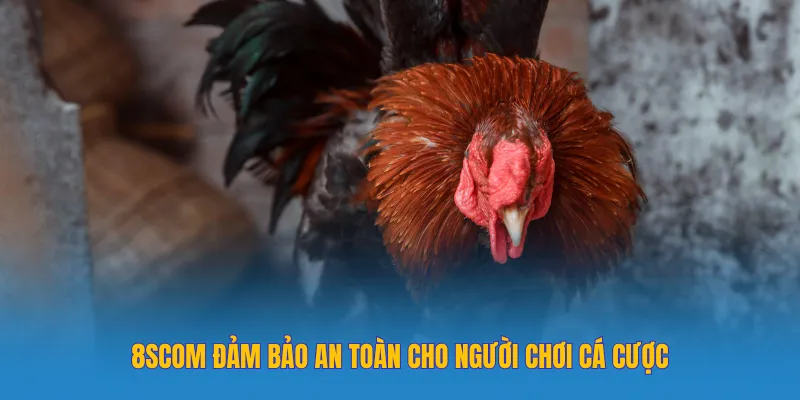 8SCOM đảm bảo an toàn cho người chơi cá cược