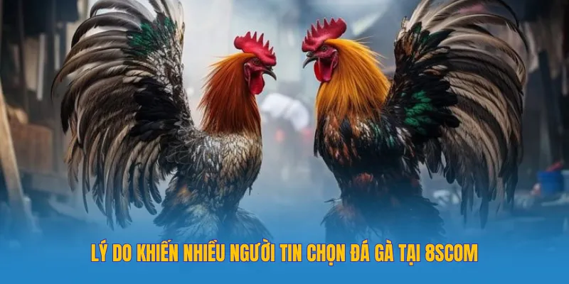 Lý do khiến nhiều người tin chọn đá gà tại 8SCOM